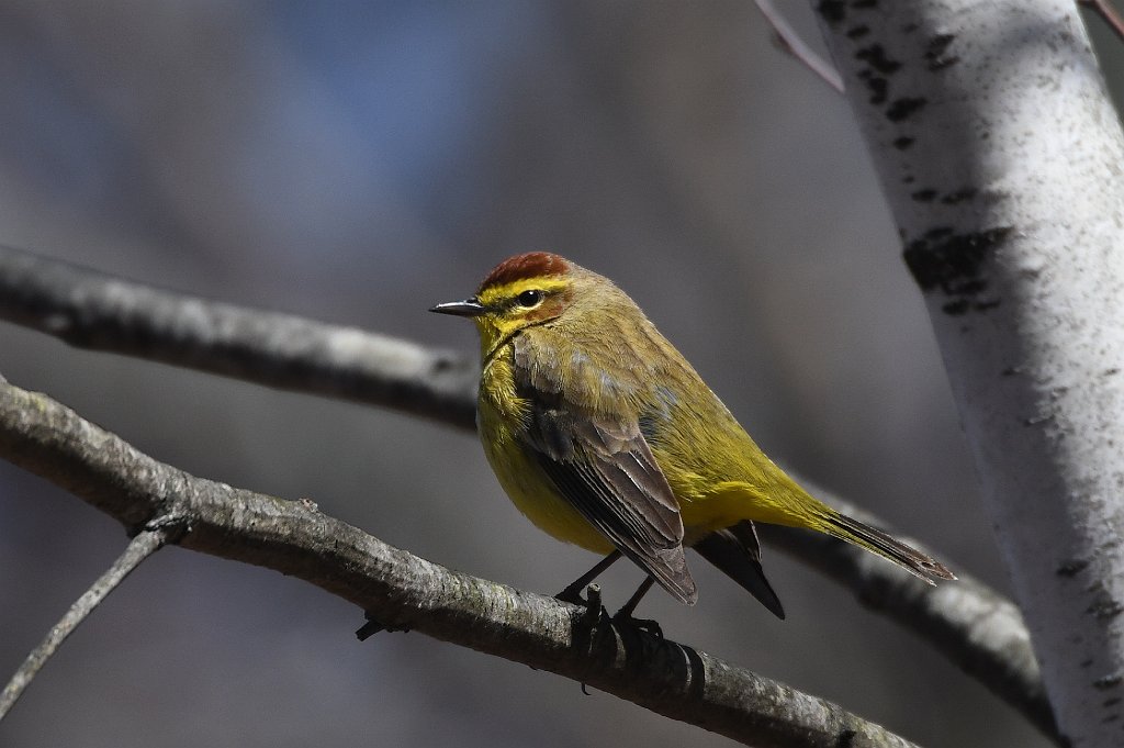 Warbler, Palm, 2018-04220373 Broad Meadow Brook, MA.JPG - Palm Warbler. Broad Meadow Brook WIldlife Sanctuary, MA, 4-22-2018